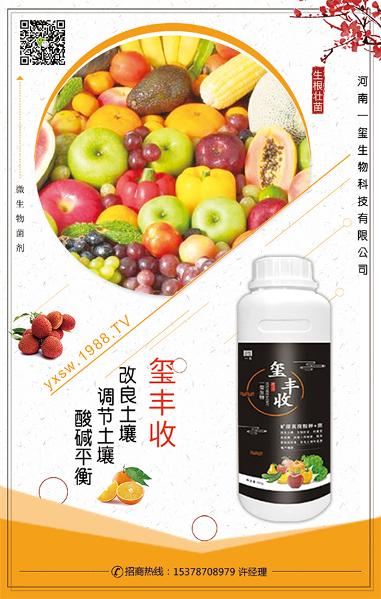 空心菜什么時間栽培?空心菜的栽培要點!