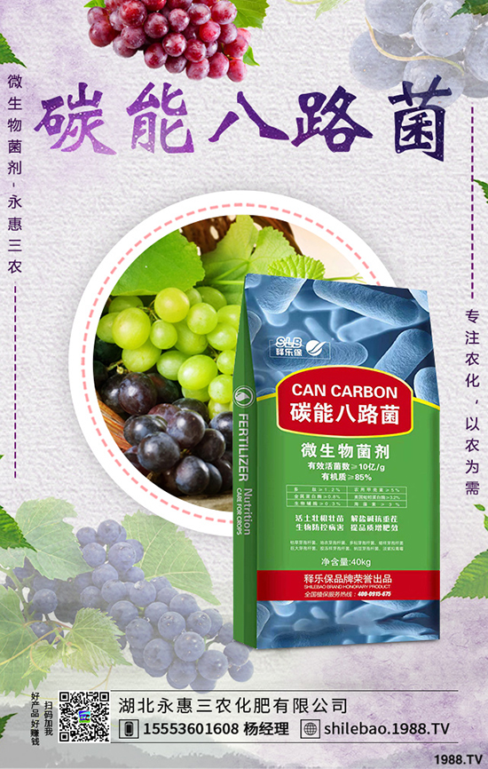 莧菜種植時間是什么時候,莧菜種植方法技術