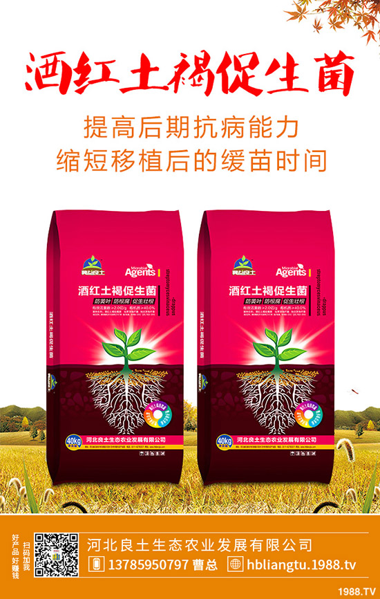 莧菜什么時候種植較好?莧菜的種植技術(shù)與田間管理