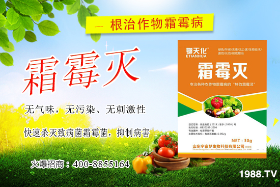 黃瓜霜霉病嚴(yán)重怎么辦,怎樣巧治黃瓜霜霉?