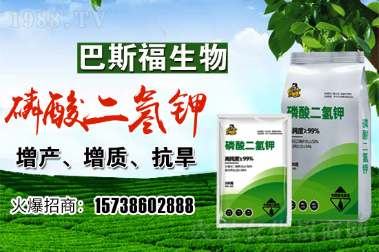 小麥價(jià)格現(xiàn)在多少錢(qián)一斤?后期行情走勢(shì)如何?