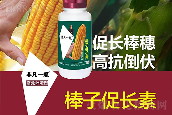 玉米價(jià)格