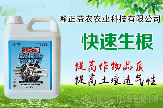 作物根系決定作物產量!這樣做,根系發(fā)達,白根多,用肥少!